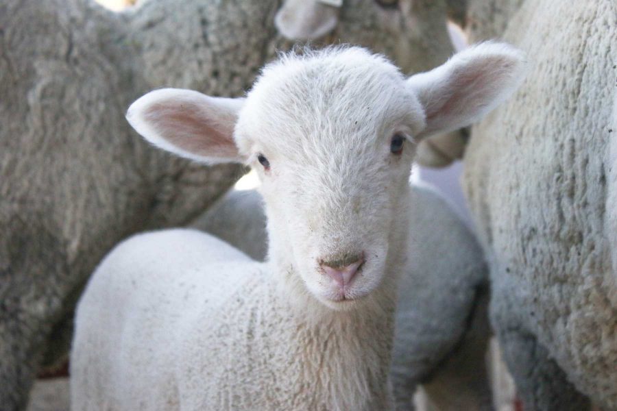 Lambs born to Cam the Ram welcomed by the Colorado State University community