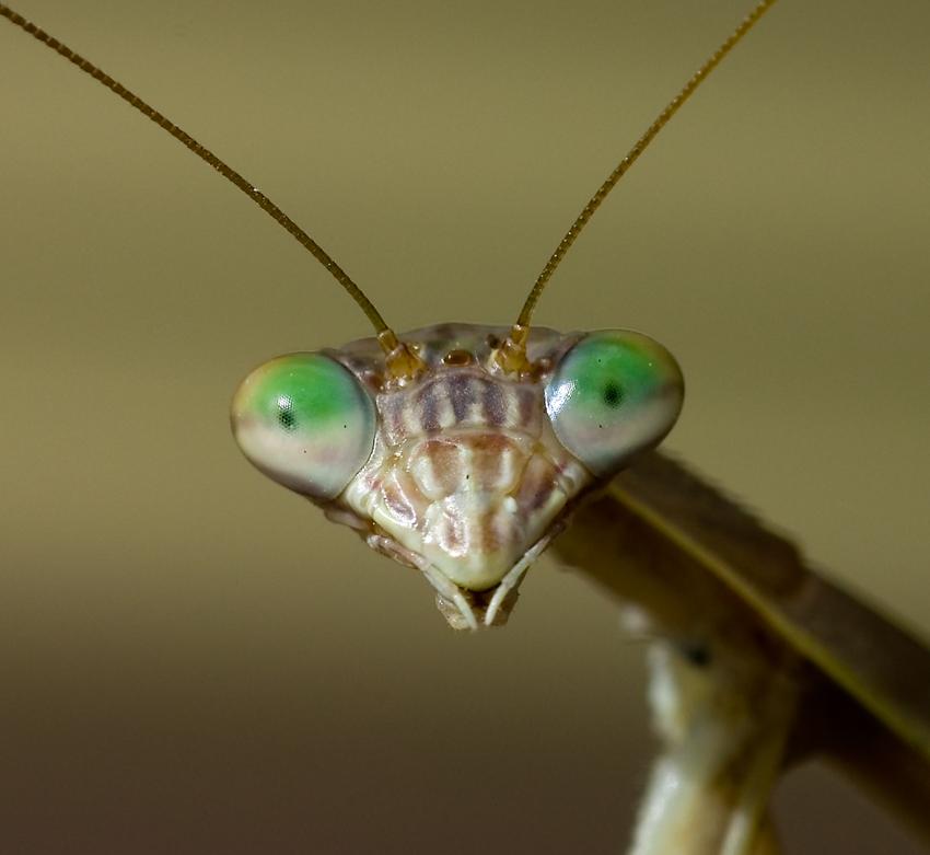 Daves Marketplace: praying mantis denounces faith