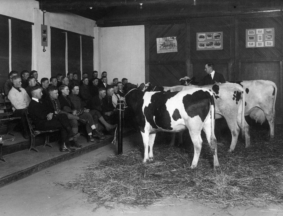 Students using CSUs original livestock pavilion study Holstein cows. Photo credit: CSU Archives, University Historic Photo Collection. lib.colostate.edu/archives/uhpc