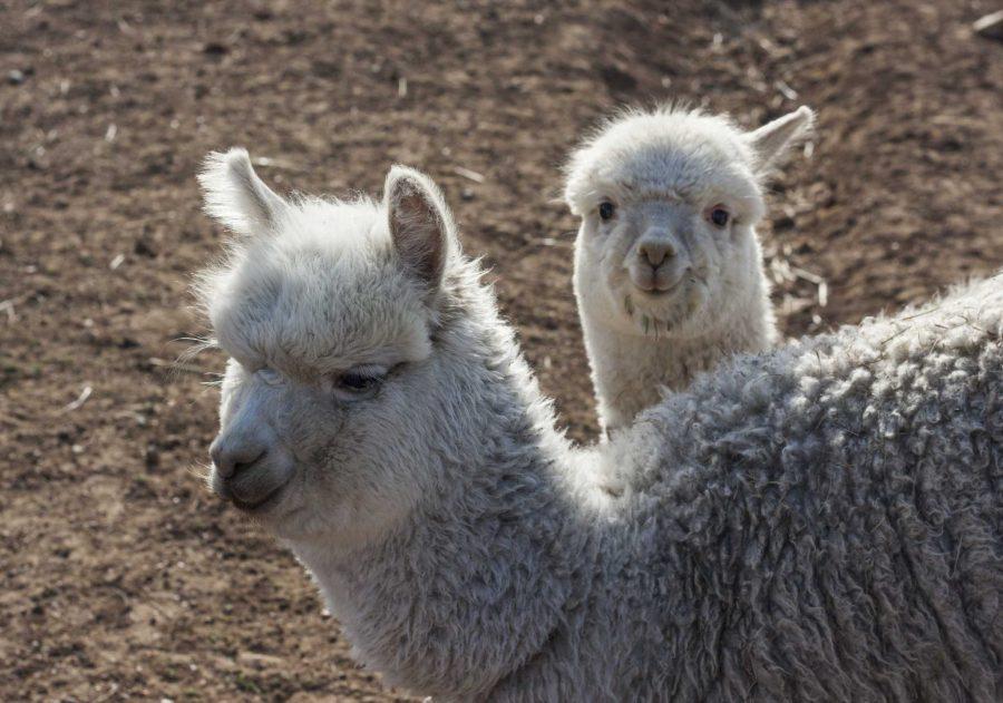 Daybreak Criations alpaca farm produces premium products