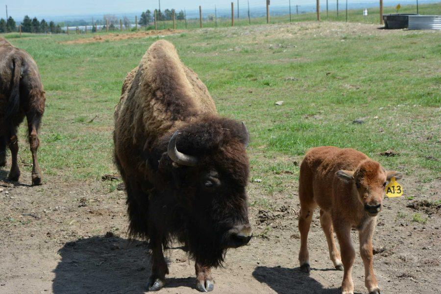 New bison calf rounds off genetically pure Fort Collins herd