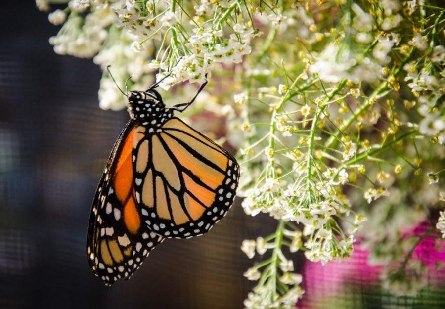 Butterflies spread their wings at Gulley Greenhouse