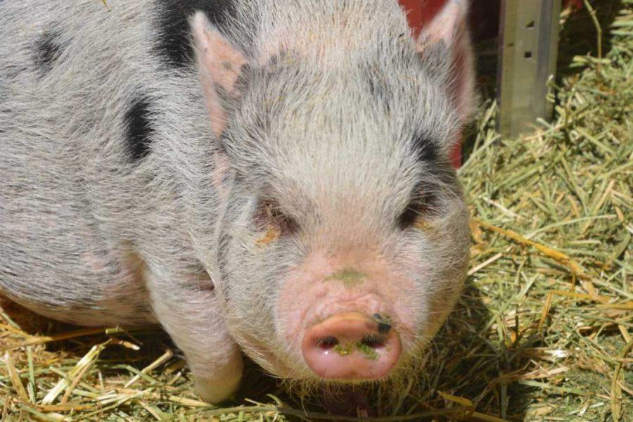 Rossie, a Mini Pot-Belly Pig, sniffs around for food in the hay of the Gulley Greenhouse and Garden Center's new petting zoo.