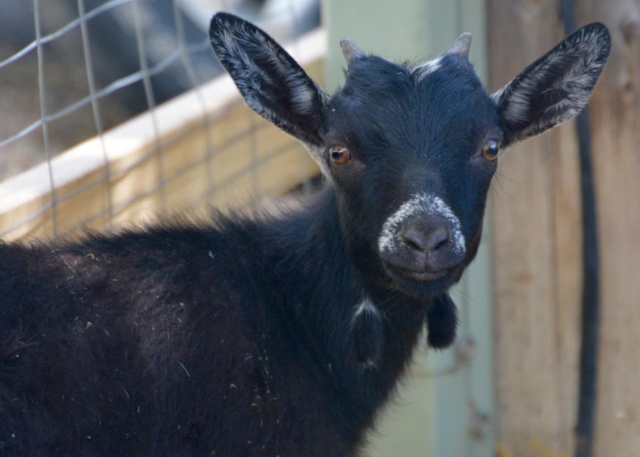 Sparkles, a two-month-old Pygmy Goat rests in the shade after chewing on a tree.