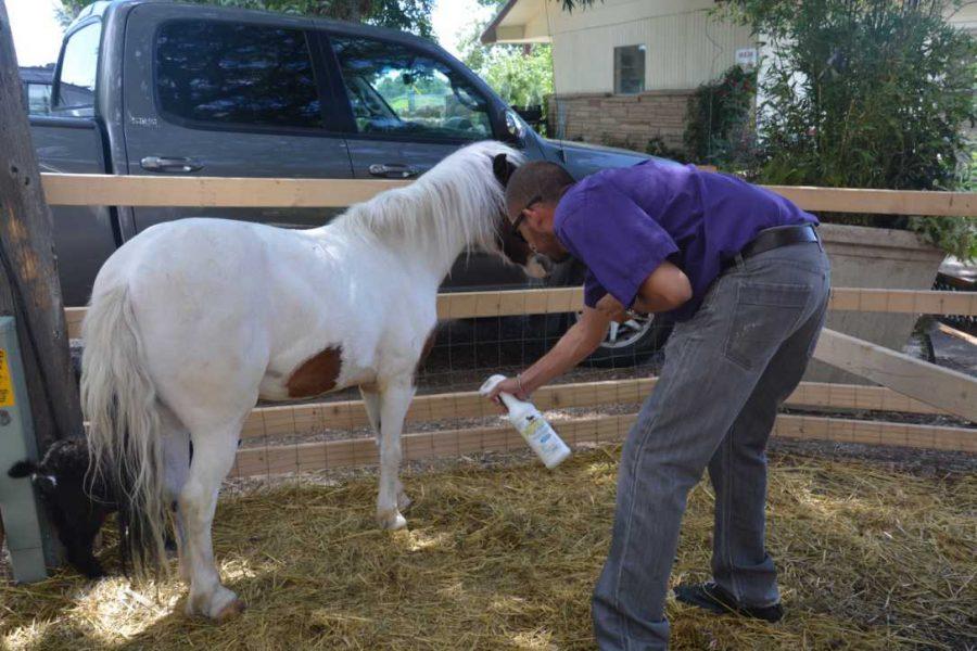 Mateo Jimenez sprays Lucky, a four-year-old rescue horse from Commerce City, with fly spray to keep the flys from bitting at the horse.