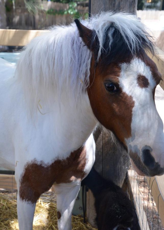 Lucky, finds shade in the heat of the day at the new petting zoo addition at the Gulley Greenhouse and Garden Center.