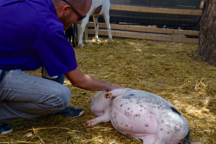 Rossie, rolls onto her back as Mateo Jimenez, one of the greenhouse owners, gives her a belly rub.