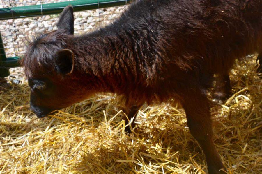 Lola, the dwarf Angus Cow at Gulley Greenhouse, searches for grain in the hay of the petting zoo addition to the greenhouse.