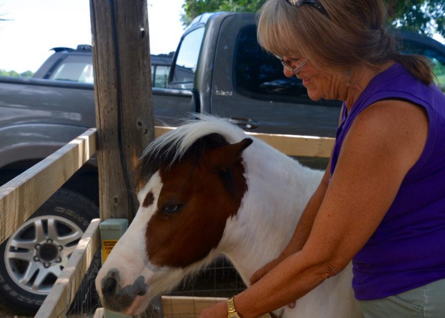 Nancy Brown, who works in events and public relations at the greenhouse pets Lucky, a four-year-old horse at the petting zoo, now a part of the Gulley Greenhouse and Garden Center.
