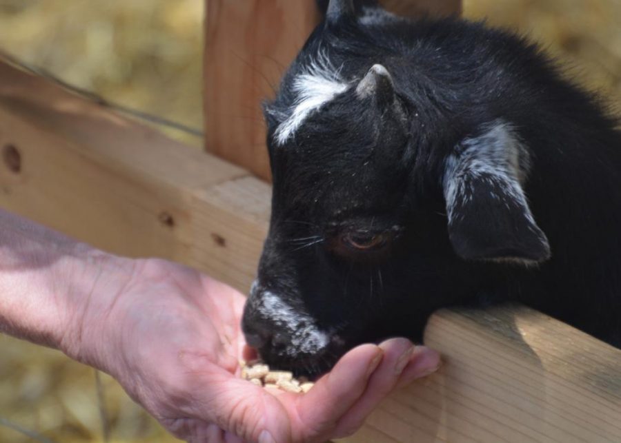 Sparkles gets fed some grain from one of the visitors at the Gulley Greenhouse petting zoo.