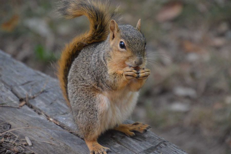 Wildlife and domestic pets come into conflict when health of family pets are involved. (Photo Credit: Megan Fischer)