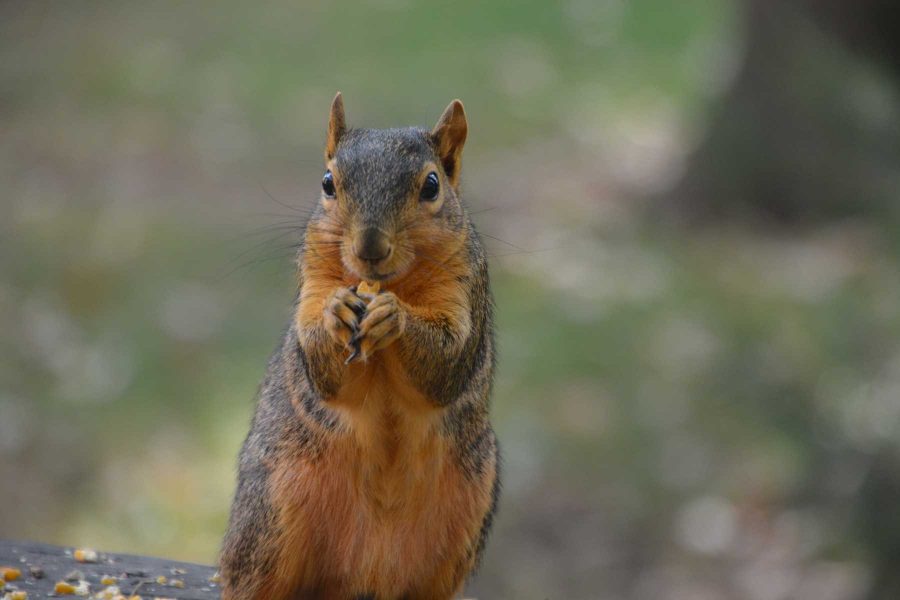 Wildlife and domestic pets come into conflict when health of family pets are involved. (Photo Credit: Megan Fischer)