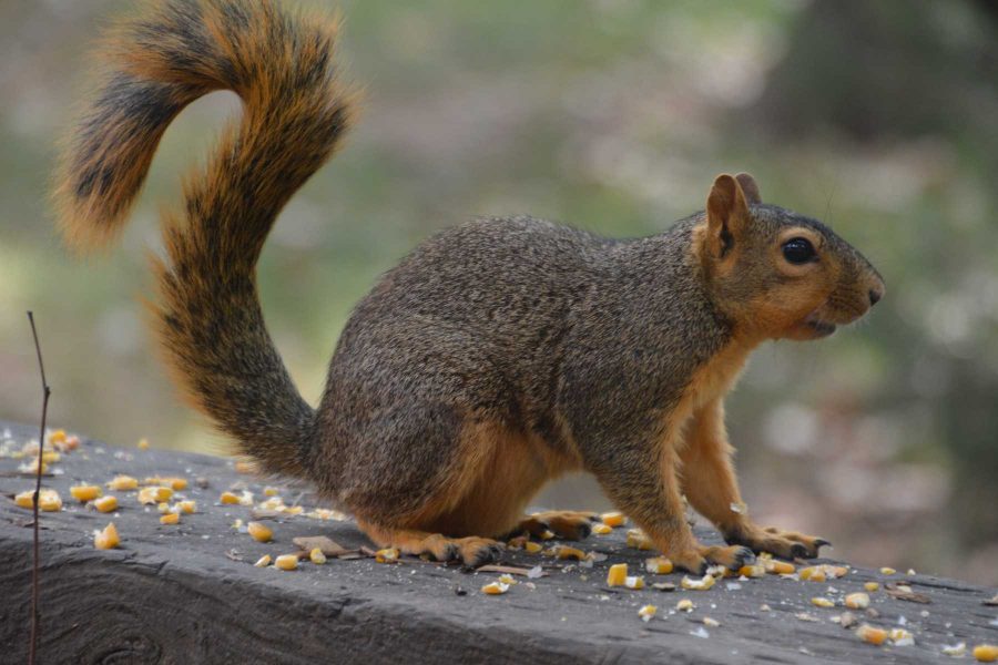 Wildlife and domestic pets come into conflict when health of family pets are involved. (Photo Credit: Megan Fischer)
