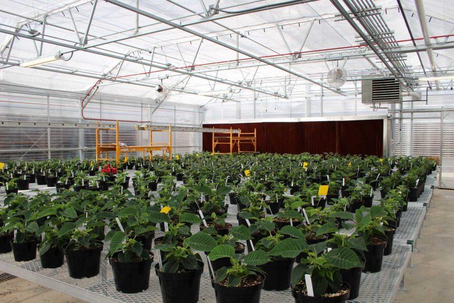 The rolling benches in this greenhouse are filled with Poinsettias for a class project. They are located at the new Horticulture Center south of campus. (Photo by Veronica Baas)