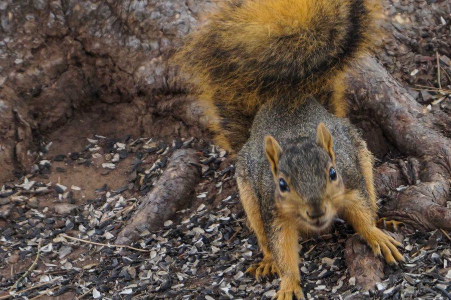 There is a relatively large population of squirrels around campus. (Photo by: Caio Pereira).