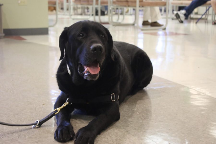 Aurora Theater trial therapy dog admitted to Veterinary Teaching Hospital