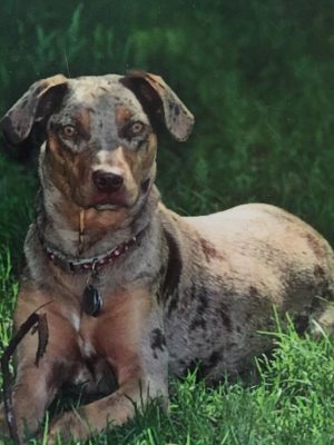 Holly was a 7-year-old Catahoula, who was treated at the CSU Flint Animal Cancer Center in 2014. (Photo courtesy of Elizabeth Foster). 
