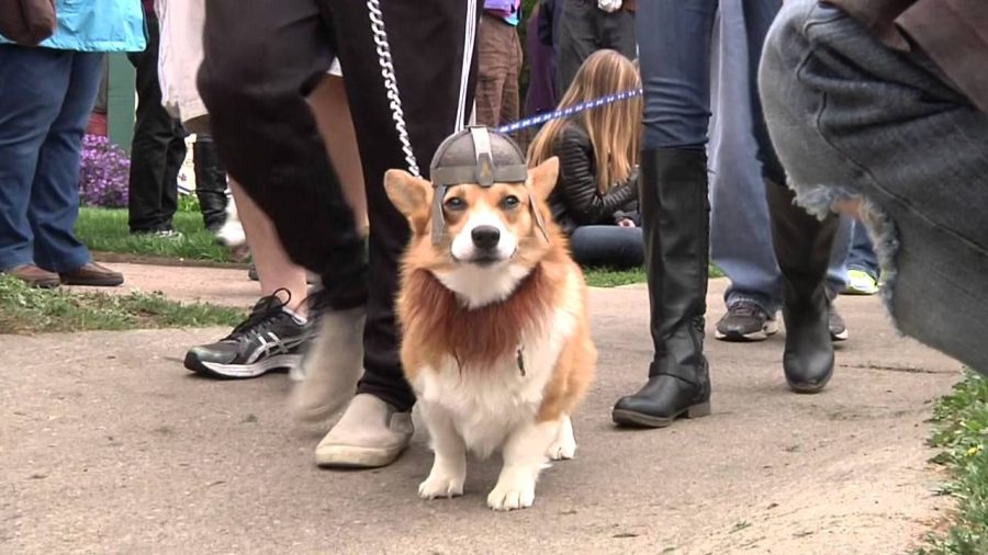 De-Stress with Dogs to help students unwind Thursday before finals week