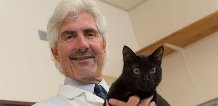 Michael Lappin, Professor of Clinical Sciences, with a cat at the Veterinary Teaching Hospital. June 13, 2014. (Photo courtesy of SOURCE)