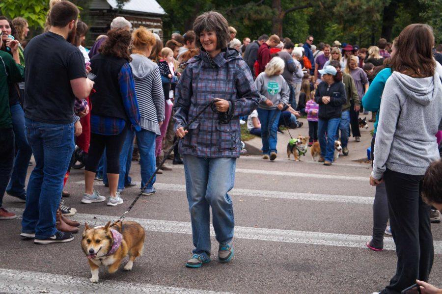 Corgi owners with their dogs on the annual Tour de Corgi parade in old town Fort Collins. 