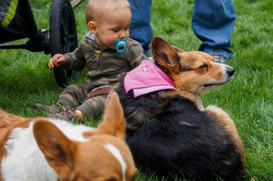 A baby plays with his corgi dogs on the annual Tour de Corgi parade in old town Fort Collins. 