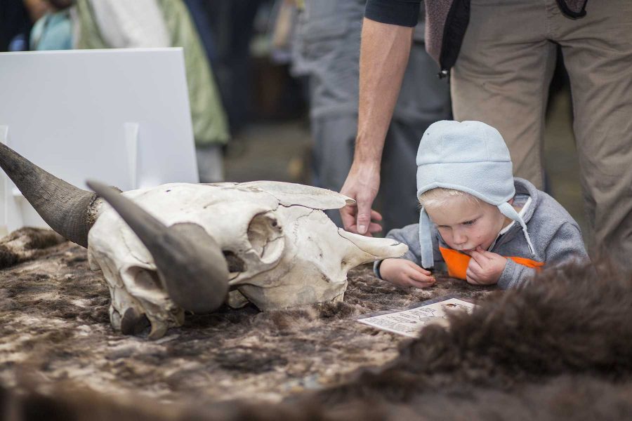 August Parks, son of Fort Collins resident and educator John Parks, studies a diagram of a bison and a skull Sunday morning at CSUs Foothills campus. Bison were released back into their natural habitat Sunday morning.