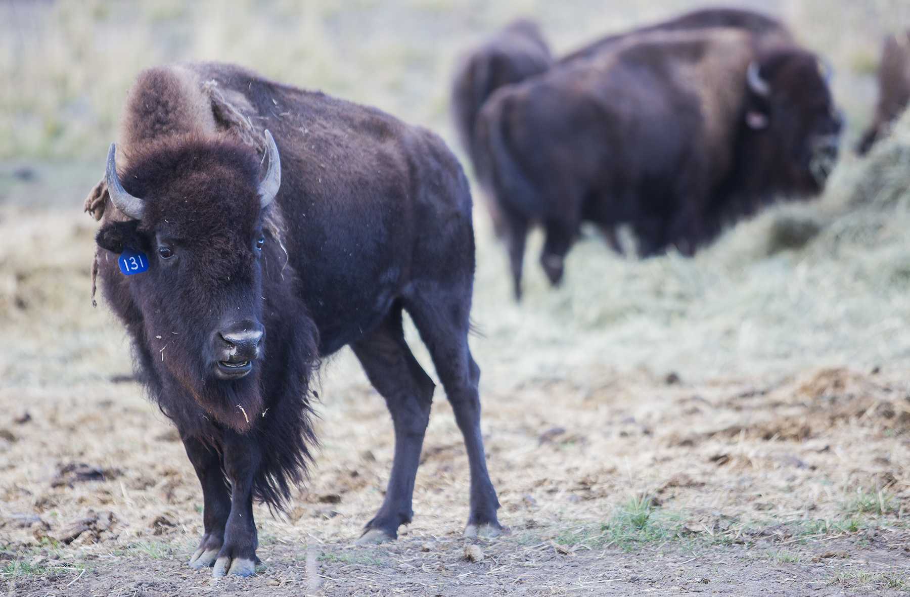 Home on the range: Bison roam Soapstone once again after 150-year ...