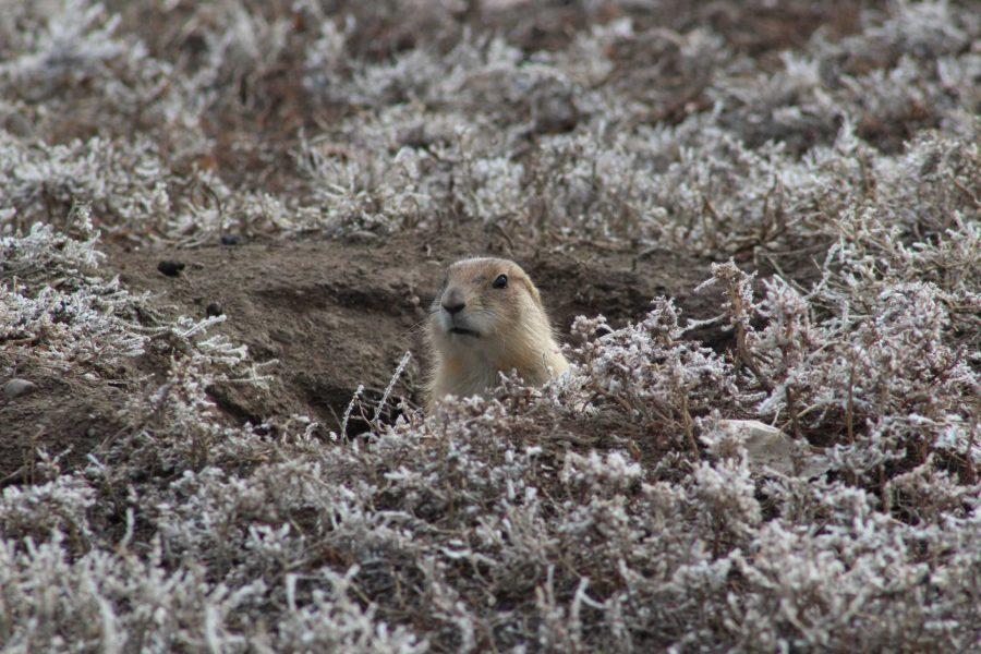 A prairie dog looks out of it's burrow at the corner of Lemay Ave. and Buckingham St. The colony is threatened by development on the land, and may be exterminated if they cannot find a new home. (Photo Credit: Chapman Croskell)