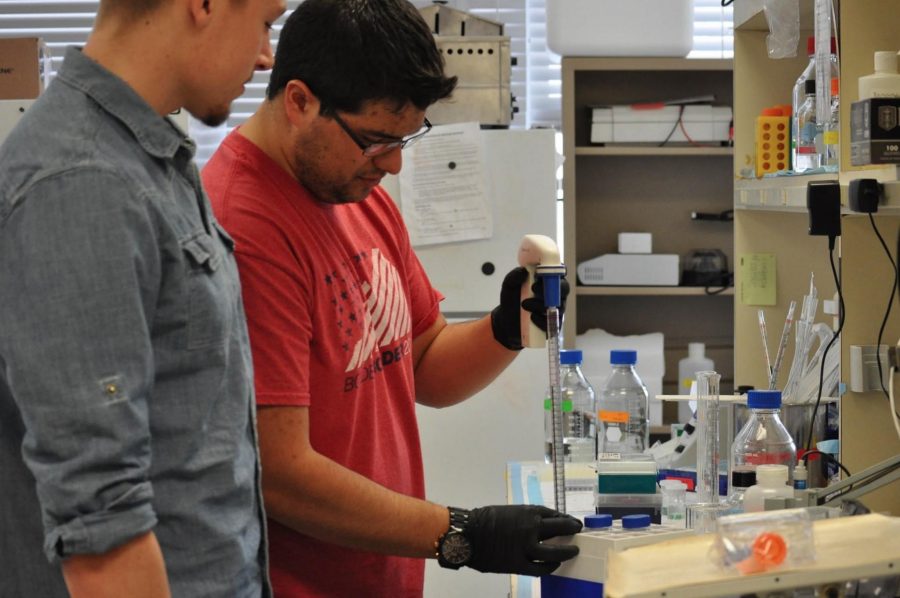 CSU Biomedical Science (BMS) masters student, Connor Whitaker, and BMS Major, Caleb Worker, use a volumetric pipette to accurately measure liquid samples. This research is done under Dr. Adam Chicco, whose lab focusses on cardiovascular health. Photo By: Bianca Torrez