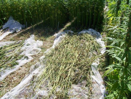 Hemp being harvested (Photo Credit: Wikipedia).