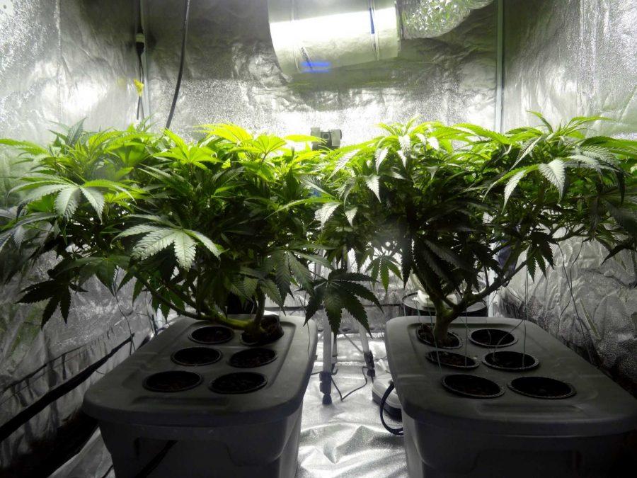 These indoor cannabis plants were trained to grow flat in order to take better advantage of the grow lights and increase yields. (Photo Credit: Wikipedia)