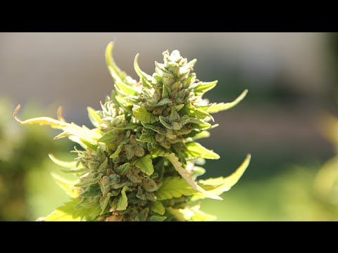 Jack Herer (Photo Credit: Wikipedia).