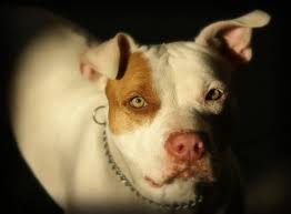 Gaston: Bully breeds are the ones being bullied by Denvers breed-specific legislation