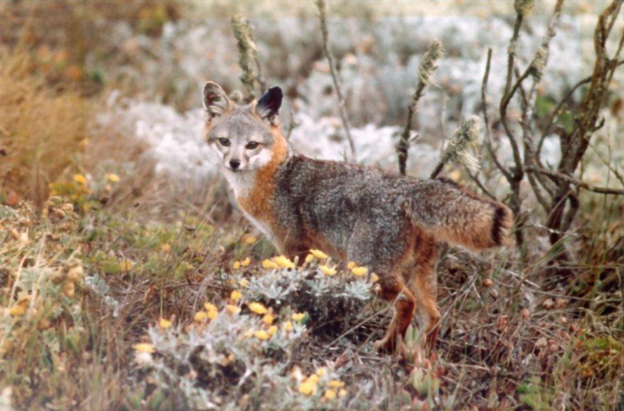 Without genetic rescue, researchers believe the island foxes of San Nicolas island could go extinct. (Photo courtesy Wikimedia)