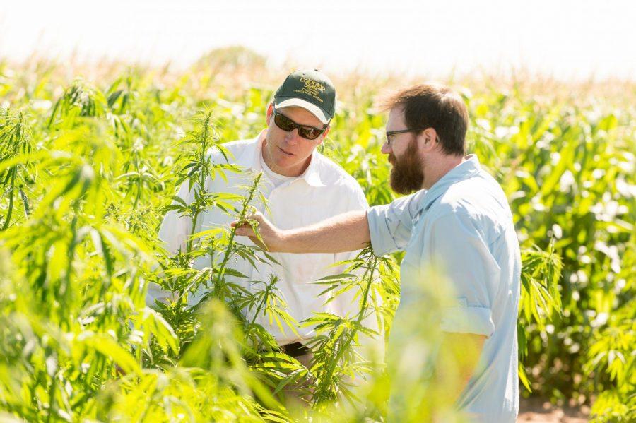 John McKay, Associate Professor of Bioagricultural Sciences and Pest Management and Ph.D. student Brian Campbell research industrial hemp 