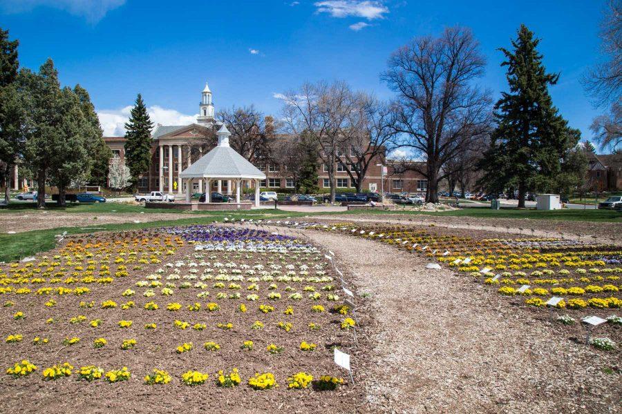 Some sections of the CSU Annual Trial Garden have already been planted but the ret of the Garden will be planted by late May. Photo by Ryan Arb