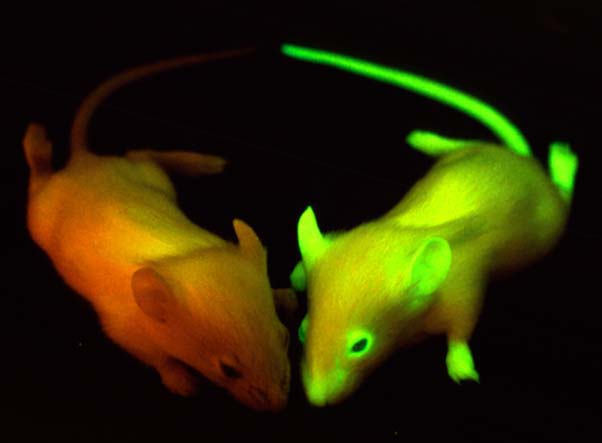 In the above image, two test animals were subject to GFP tests, giving them a slight green glow. (Photo Courtesy Wikimedia)