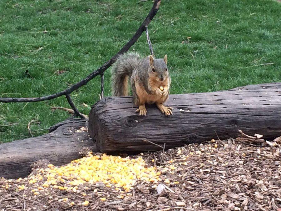 Windell: In honor of Earth Day, stop feeding the squirrels on campus