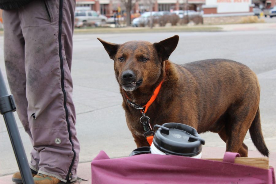 Ratchet is a homeless pet in the Fort Collins area, his owner is Twyla.

Photo courtesy of Geoff Huebner