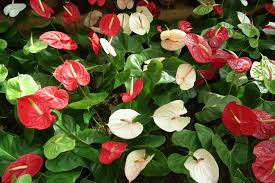 Anthurium