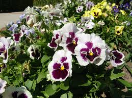 Pansies