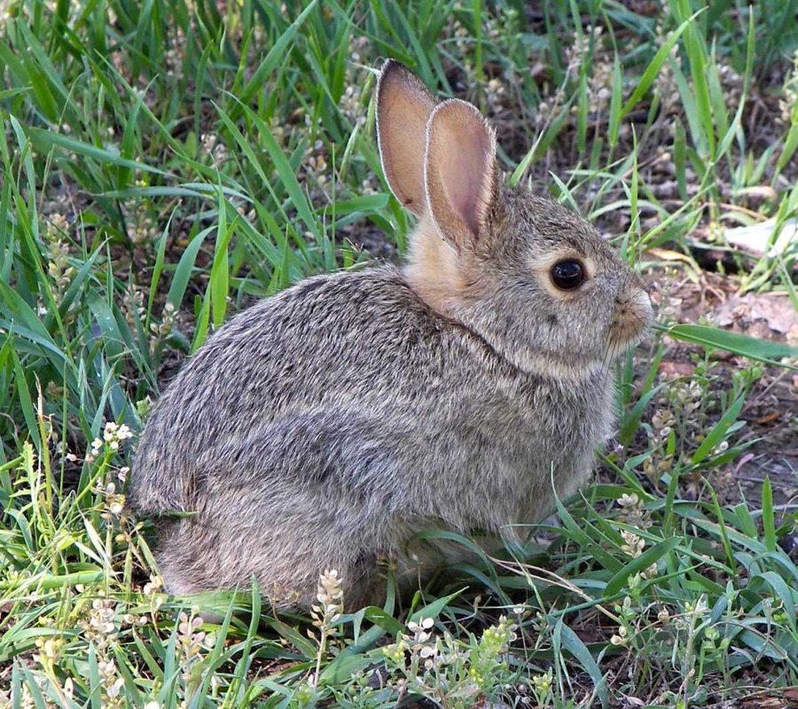 Tularemia case confirmed in Larimer County