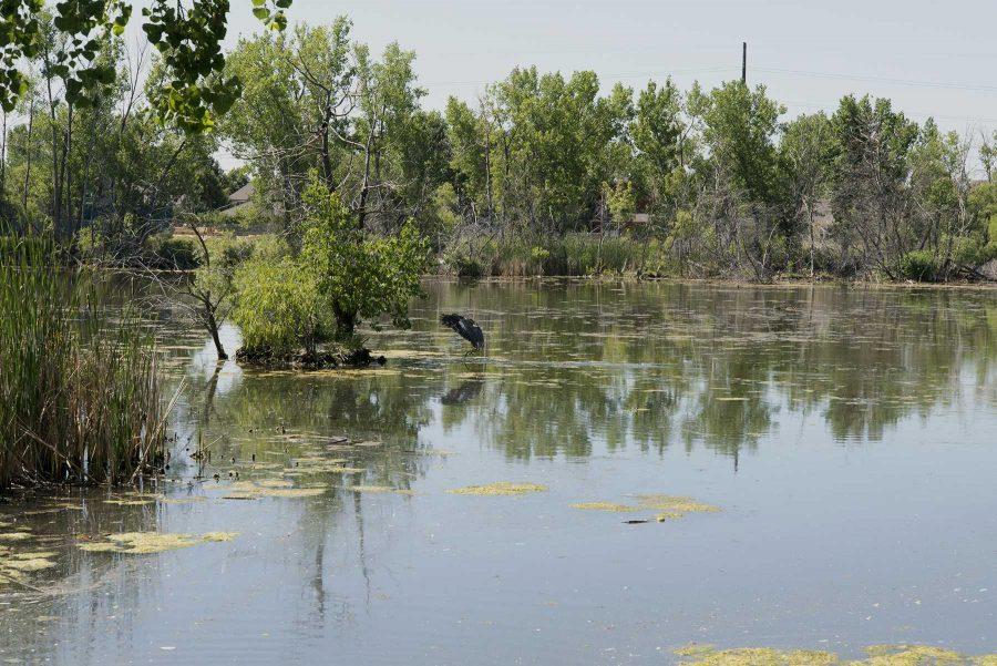A Great Blue Heron lands by a small lake in Evergreen West Pond. The first case of the west nile virus has been confirmed in Larimer County. (Collegian File Photo)