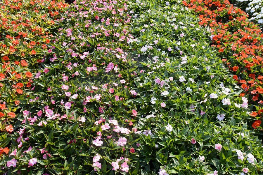 Flowers on display at the Colorado State University Trial Garden where flowers weve evaluated on August 2nd, 2016 (Luke Walker/ Collegian).