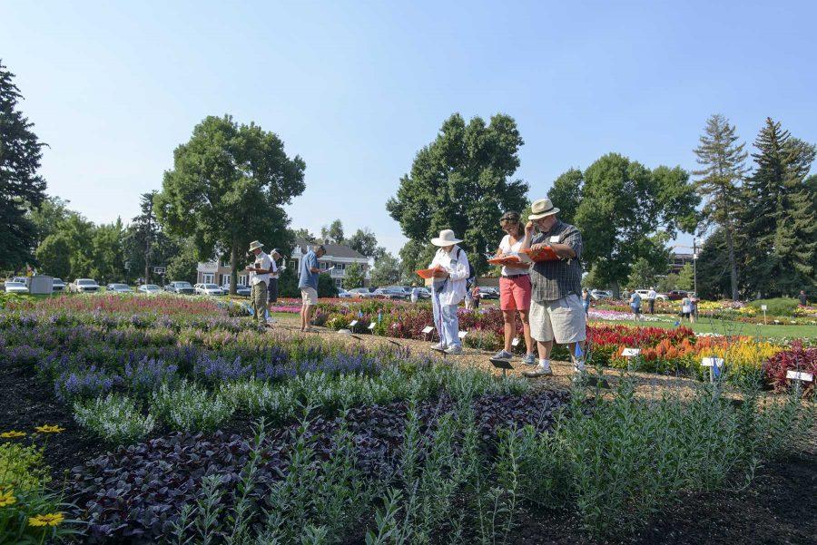Judges evaluate flowers at the Colorado State University Trial Garden on August 2nd, 2016 (Luke Walker/ Collegian).