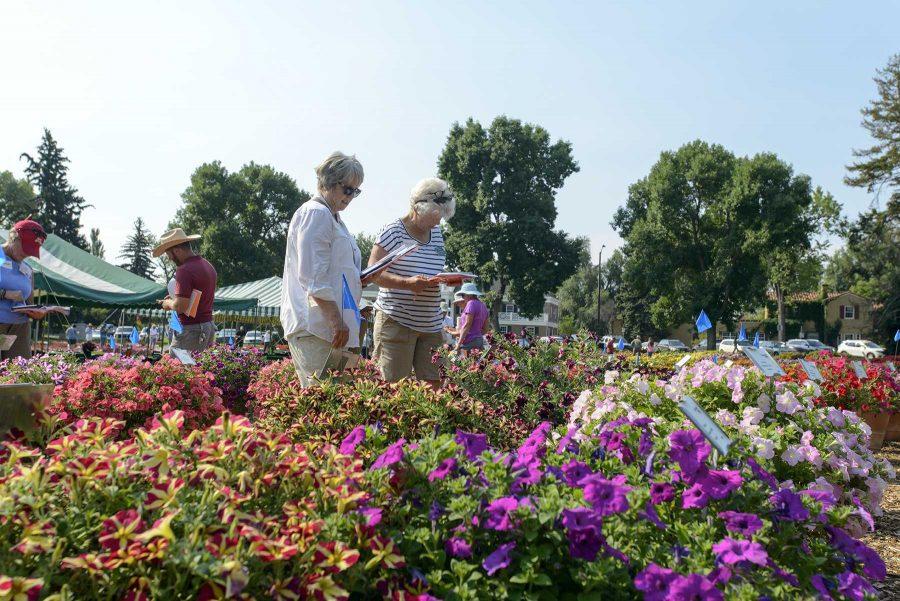 Judges evaluate flowers at the Colorado State University Trial Garden on August 2nd, 2016 (Luke Walker/ Collegian).
