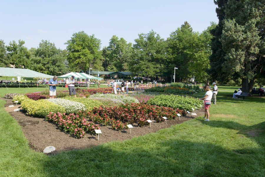 Judges evaluate flowers at the Colorado State University Trial Garden on August 2nd, 2016 (Luke Walker/ Collegian).