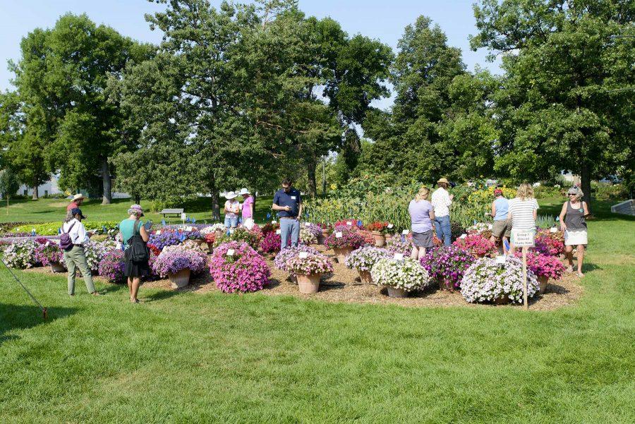 Judges evaluate flowers at the Colorado State University Trial Garden on August 2nd, 2016 (Luke Walker/ Collegian).