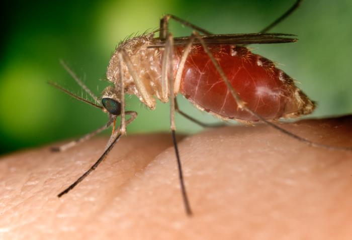A member of the mosquito species Culex quinquefasciatus sucks blood from a finger. There are two species out of 40 in Colorado that can transfer the West Nile virus. (Photo courtesy Wikimedia Commons)