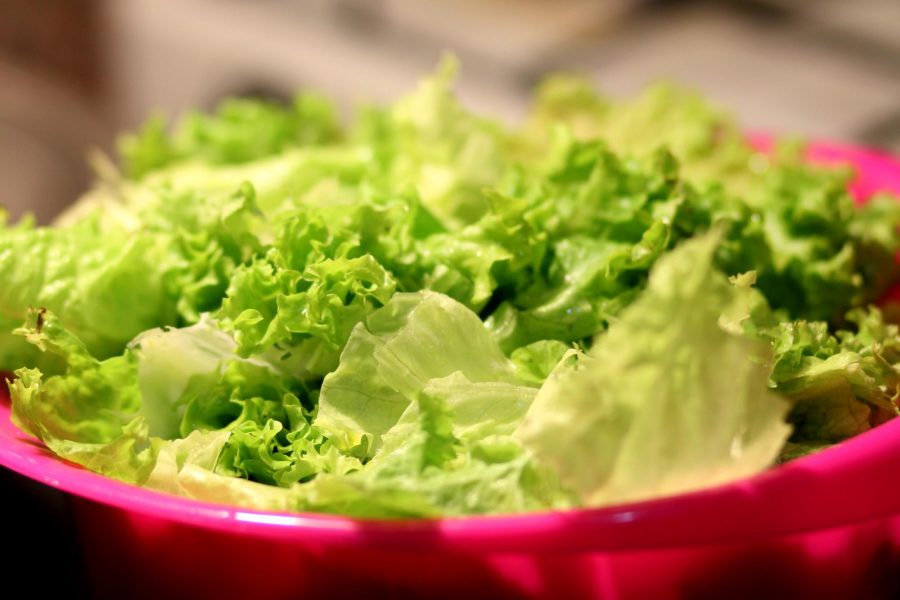 Lettuce grown on campus to be served at dining centers